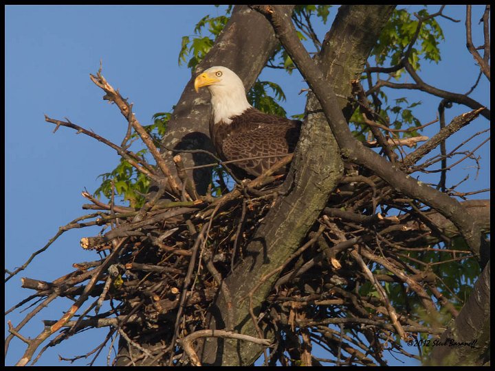 _2SB5805 bald eagle in nest.jpg